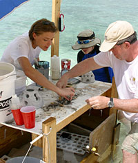 US Reef Ball Foundation nursery workers Catherine Jadot, left, Emily Manz and Joe Lazarsky transplant young coral into tiny cups to be placed in reef balls by divers. Photo: Jewel Levy